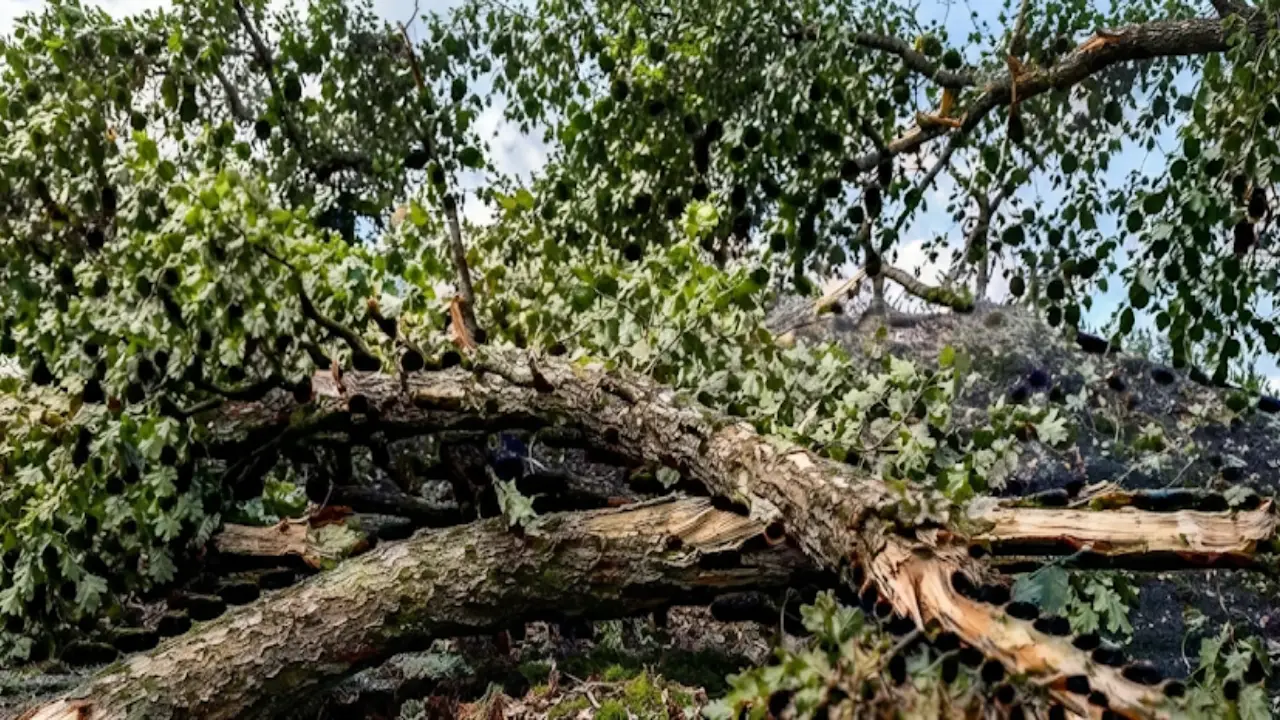 Fallen tree limb on a storm-damaged roof